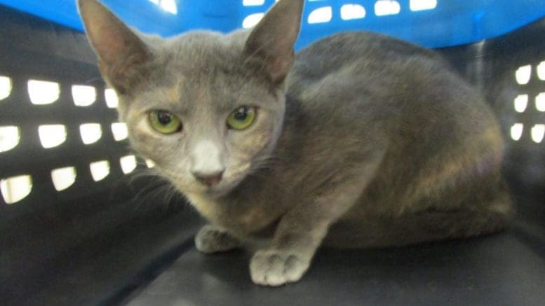 A muted calico inside a black and blue cage