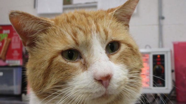 An orange/white tabby cat with big cheeks