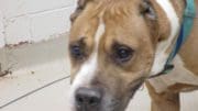 A brown/white pit bull type with blue leash