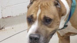 A brown/white pit bull type with blue leash