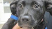 A black/white labrador retriever puppy with a blue leash, held by someone