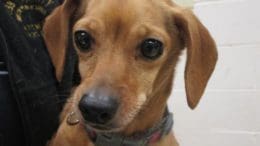 A brown/white dachshund with leash, held by someone