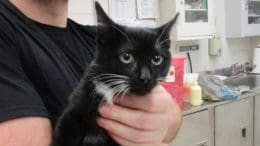 A black/white kitten being held by someone