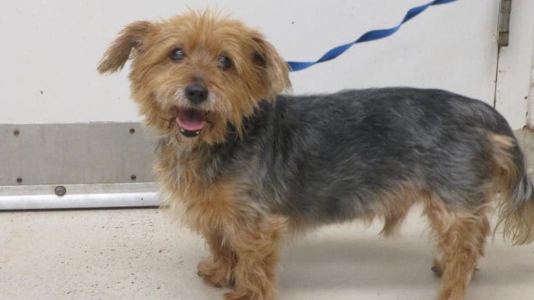 A tan/gray yorkshire terrier with blue leash, smiling at the camera