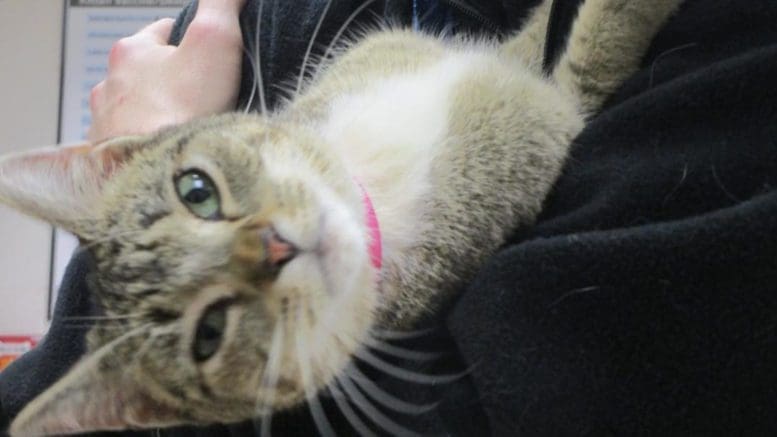 A tabby/white cat with a pink leash, held by someone