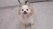 A tan pomeranian with a blue leash, looking at the camera