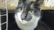 A black/white cat inside a cage, looking outside