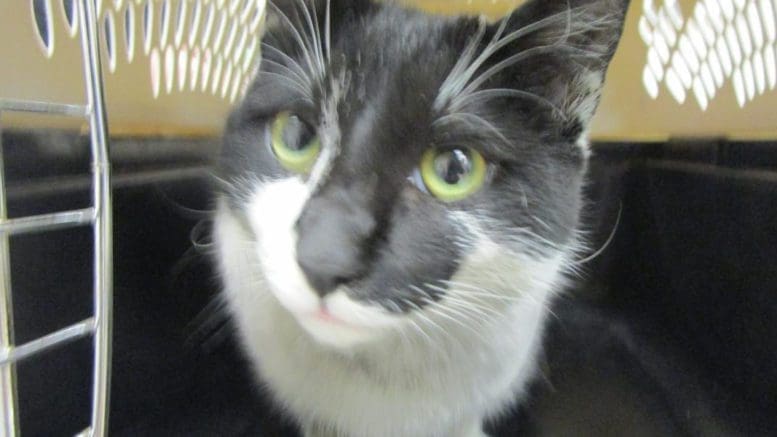 A black/white cat inside a cage, looking outside