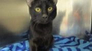 A black cat sitting in a blue blanket, inside a cage