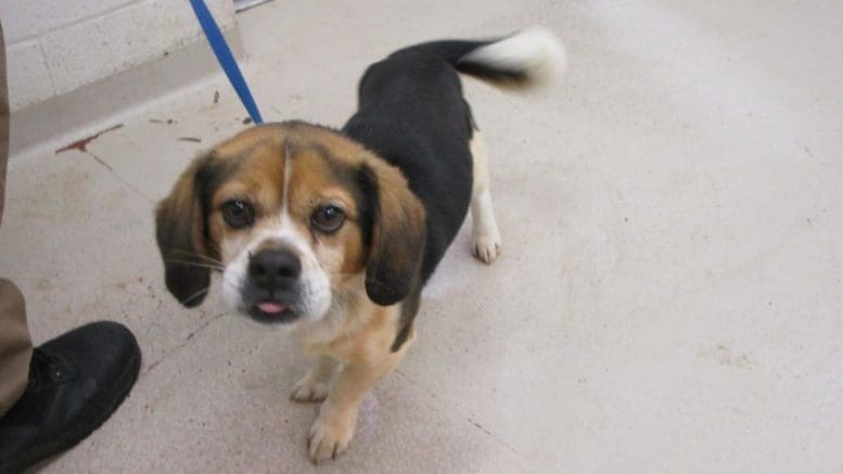 A tri-color beagle with a blue leash, looking at the camera