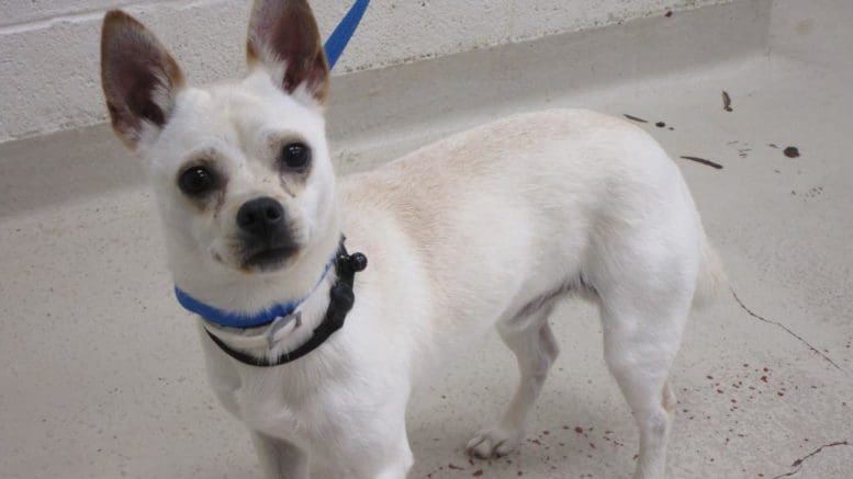 A beige chihuahua with a blue leash and a black collar