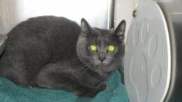 A gray cat inside a cage with a blue blanket underneath