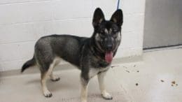 A tri-color german shepherd with a blue leash and tongue's out