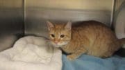 An orange tabby cat inside a cage with blue and white blankets