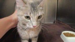 A tabby calico cat inside a cage with a bowl of cat food