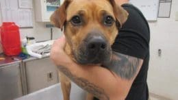 A tan pit bull type dog, held by someone