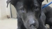 A black/white labrador retriever with a blue leash