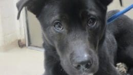 A black/white labrador retriever with a blue leash