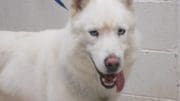 A white husky/malamute with tongue's out