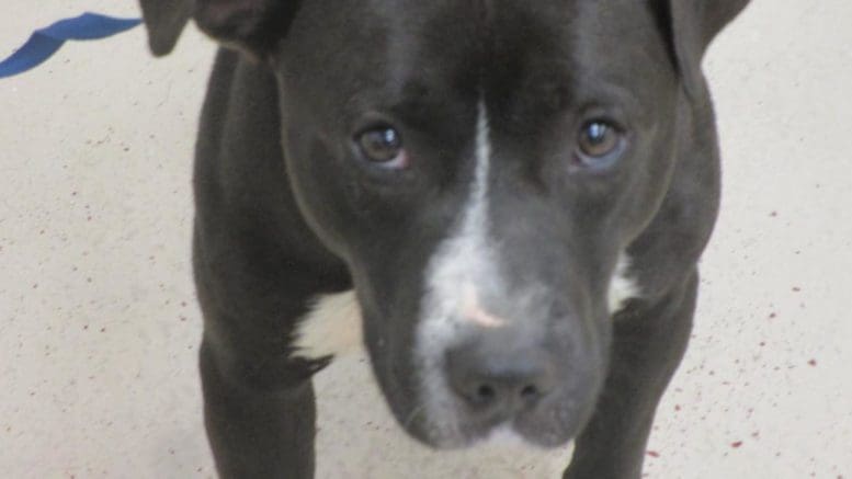 A black/white pit bull type with a blue leash, looking at the camera