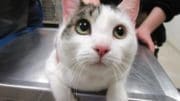 A white tabby cat held by someone behind