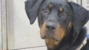 A black/tan doberman with a white leassh, looking at the camera