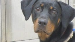 A black/tan doberman with a white leassh, looking at the camera