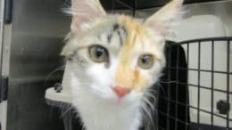 A tabby calico kitten inside a cage