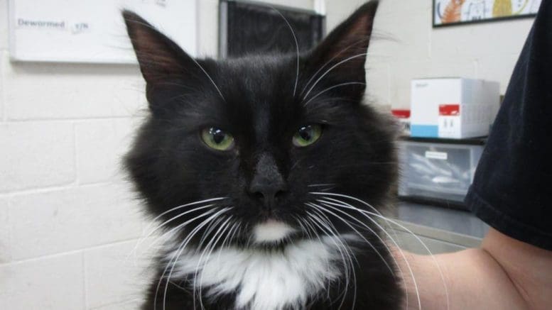 A black/white cat looking at the camera