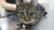 A tabby/white cat held by someone behind