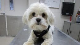 A white dog with a black leash, looking at the camera