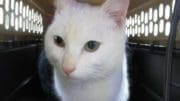 A white cat inside a black/white cage