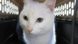 A white cat inside a black/white cage