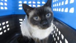 A black and white cat inside a black and blue cage