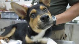 A tri-color puppy, held by someone behind