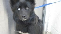 A black/white dog with a blue leash, looking at the camera