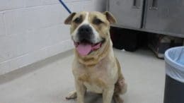 A tan/white dog with a blue leash and tongue's out