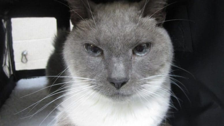 A lilac point cat inside a cage