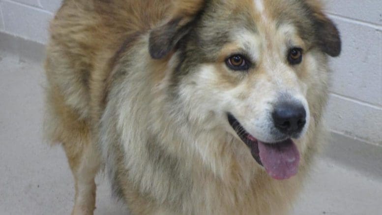 A tri-color Australian shepherd with tongue's out