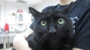 A black cat held by someone behind