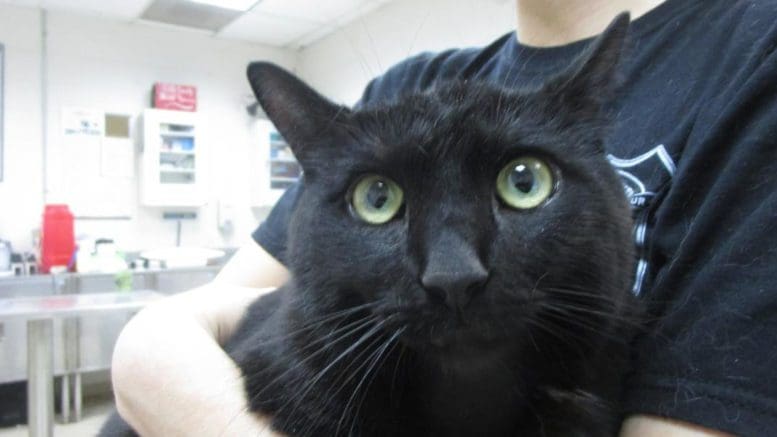A black cat held by someone behind