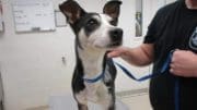 A black/white dog with a blue leash, held by someone