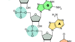 A diagram of RNA