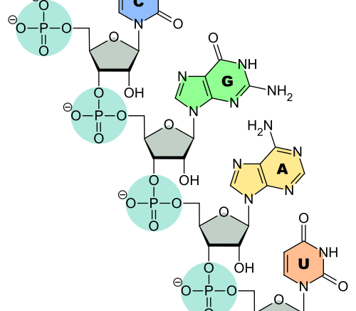 A diagram of RNA