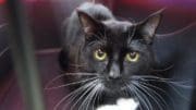 A black/white cat inside a black and red cage