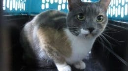 A muted calico cat inside a blue cage