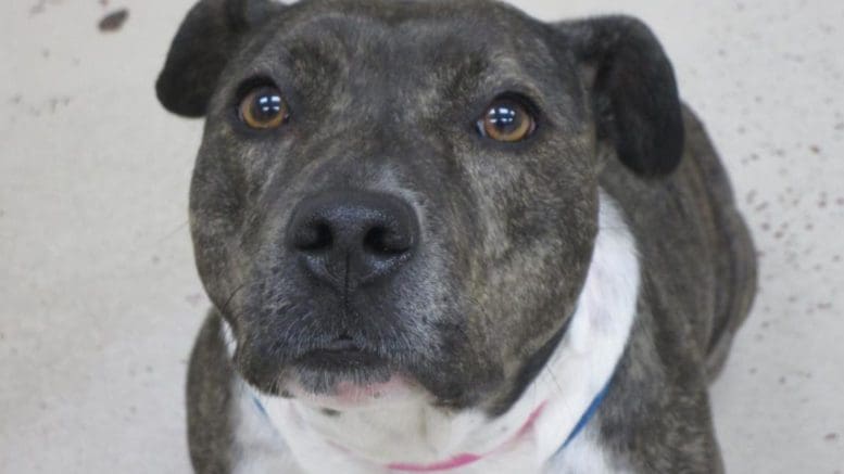 A pit bull with a blue and pink leash