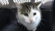 A gray tabby/white cat inside a white and white cage