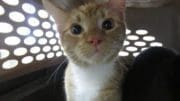 A orange/white tabby cat inside a white cage with holes