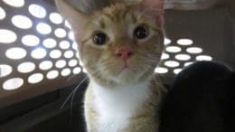 A orange/white tabby cat inside a white cage with holes